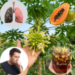 17 beneficios sorprendentes de la flor de papaya para una salud óptima después de los 30