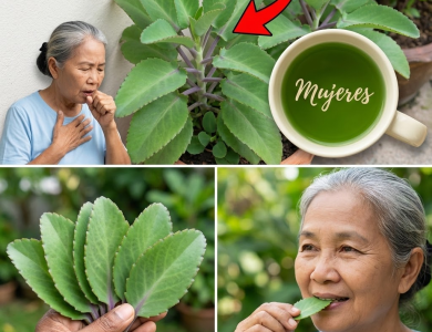 Bryophyllum calycinum (Kalanchoe pinnata) : bienfaits, usages et précautions