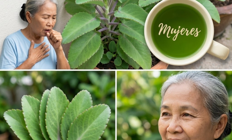 Bryophyllum calycinum (Kalanchoe pinnata) : bienfaits, usages et précautions