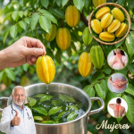 ¡No Solo la Fruta! Datos Sobre las Hojas de Carambola que Desearías Haber Conocido Antes