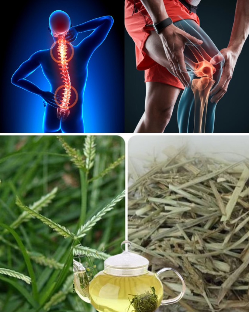 Plantas Medicinales para Aliviar Dolores Musculares y de Cabeza de Forma Natural