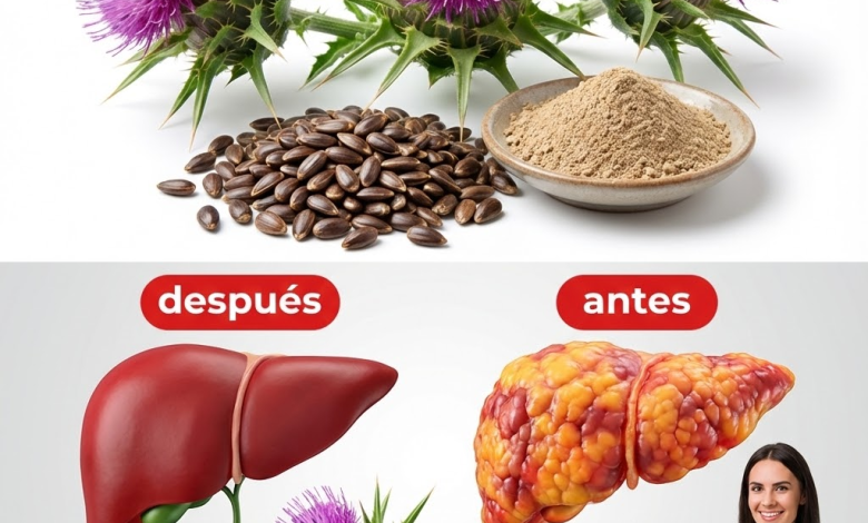 Cardo mariano: la “medicina gratuita” que protege tu hígado y tu salud