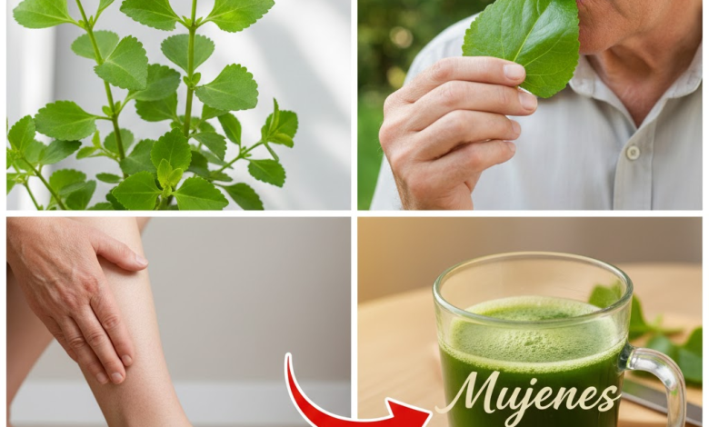 Descubre el sanador oculto en tu jardín: la milagrosa Hoja de la Vida