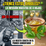 La “Infusión Maestra” de 4 Hojas: Aguacate, Mango, Guanábana y Naranja para Blindar tu Salud