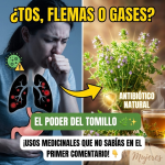 El Tomillo: De la Cocina a tu Botiquín Natural (Guía Completa) El Tomillo: De la Cocina a tu Botiquín Natural (Guía Completa)