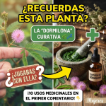 La “Dormilona” Despierta tu Salud: 10 Usos Medicinales de la Mimosa pudica