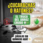 Adiós Cucarachas y Ratones: El Truco del Arroz Crudo que Limpia tu Cocina sin Químicos