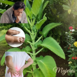 La “Farmacia Viva” en tu Maceta: Descubre el Poder Curativo del Kalanchoe