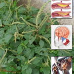 El “Oro” de los Aztecas y los Incas: Descubre el Poder Oculto del Amaranto