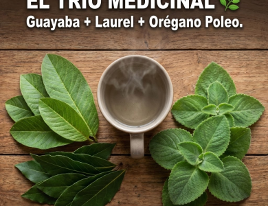 El “Trío Medicinal”: Guayaba, Laurel y Orégano Poleo para Blindar tu Salud