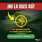 La Diva Sábila y sus 3 Misiones: guía fácil (y segura) para usar aloe vera en casa