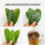 Infusión tradicional con hojas aromáticas y cúrcuma