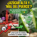 ¡Más Mexicano que el Nopal! Conoce al “Guardián Verde” que Controla tu Azúcar (y que seguro tienes en el refri)